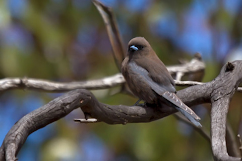 Little Woodswallow (Artamus minor)